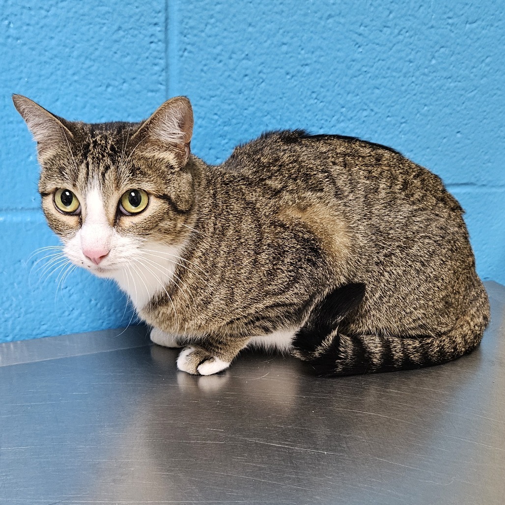 Mertle, an adoptable Domestic Short Hair in Cheyenne, WY, 82007 | Photo Image 2
