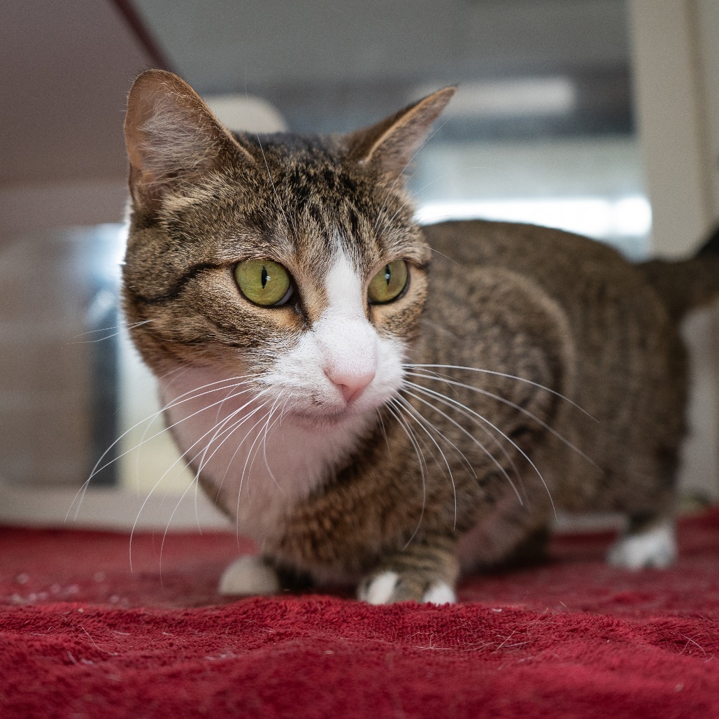 Mertle, an adoptable Domestic Short Hair in Cheyenne, WY, 82007 | Photo Image 4