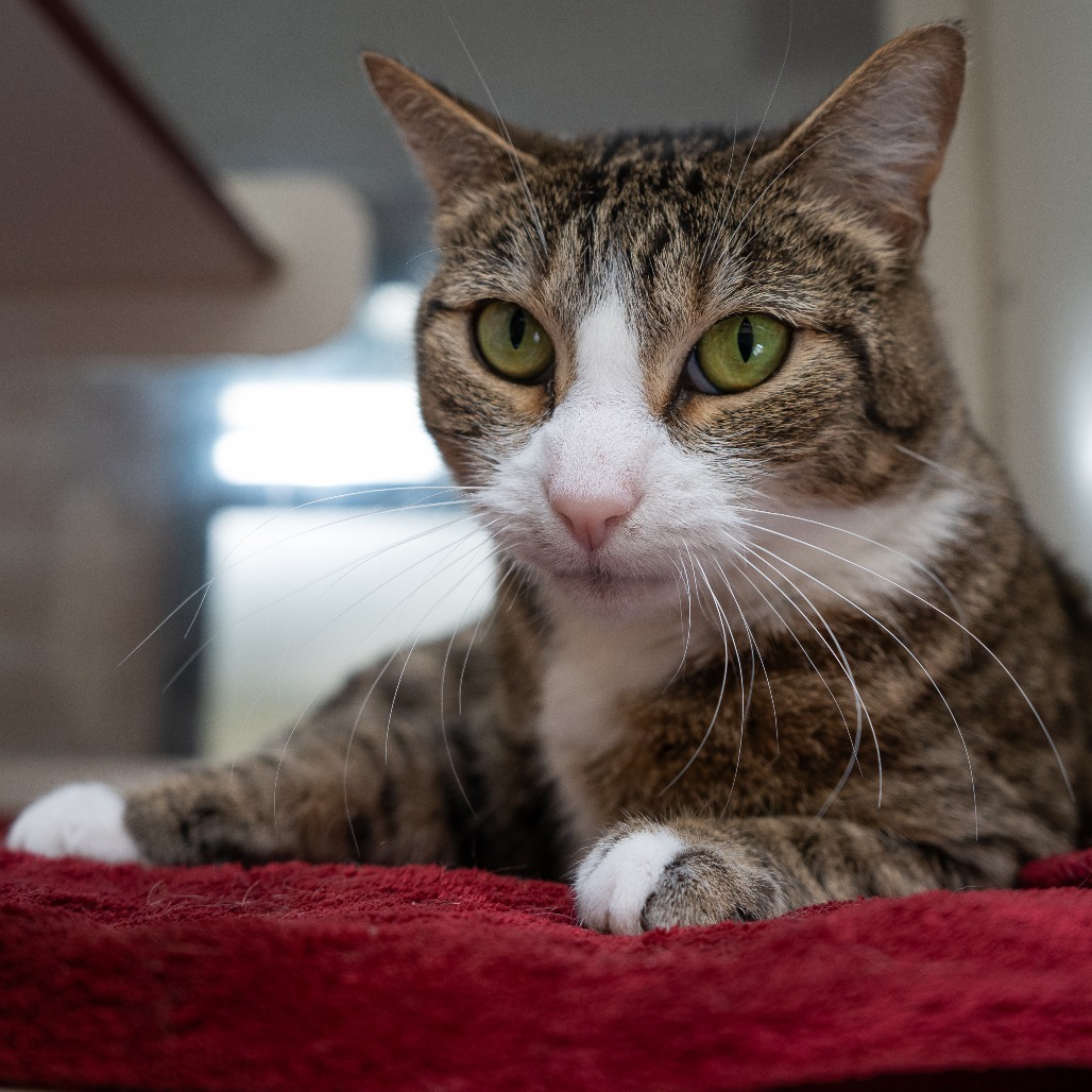 Mertle, an adoptable Domestic Short Hair in Cheyenne, WY, 82007 | Photo Image 5