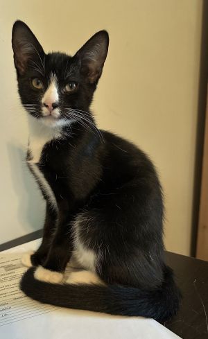 Palamedes Swallowtail (and Red Admiral), Baby Male Domestic Short Hair