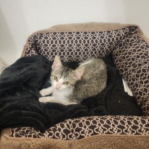 Moe, Baby Male Domestic Short Hair