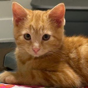 Winston, Baby Male Domestic Short Hair