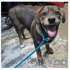 Bowser, Young Male Hound