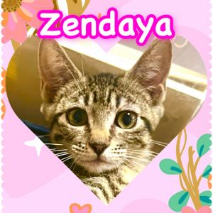 Zendaya, Baby Female Domestic Short Hair
