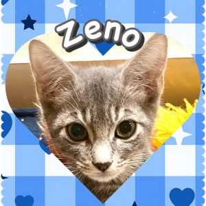 Zeno, Baby Male Domestic Short Hair