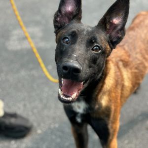 George, Young Male Belgian Shepherd / Malinois