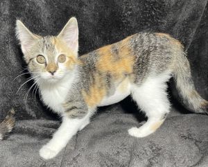 Berklee, Baby Female Domestic Short Hair