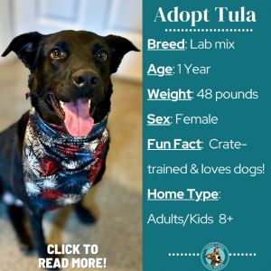 Tula, Young Female Labrador Retriever