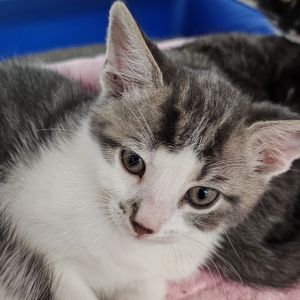 Big Mac, Baby Male Domestic Medium Hair
