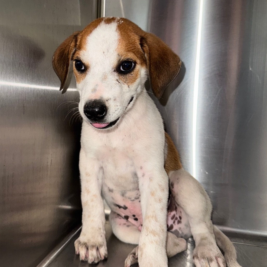 Blaze, an adoptable Mixed Breed in Volcano, HI, 96785 | Photo Image 2
