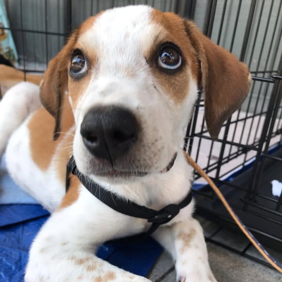 Blaze, an adoptable Mixed Breed in Volcano, HI, 96785 | Photo Image 3
