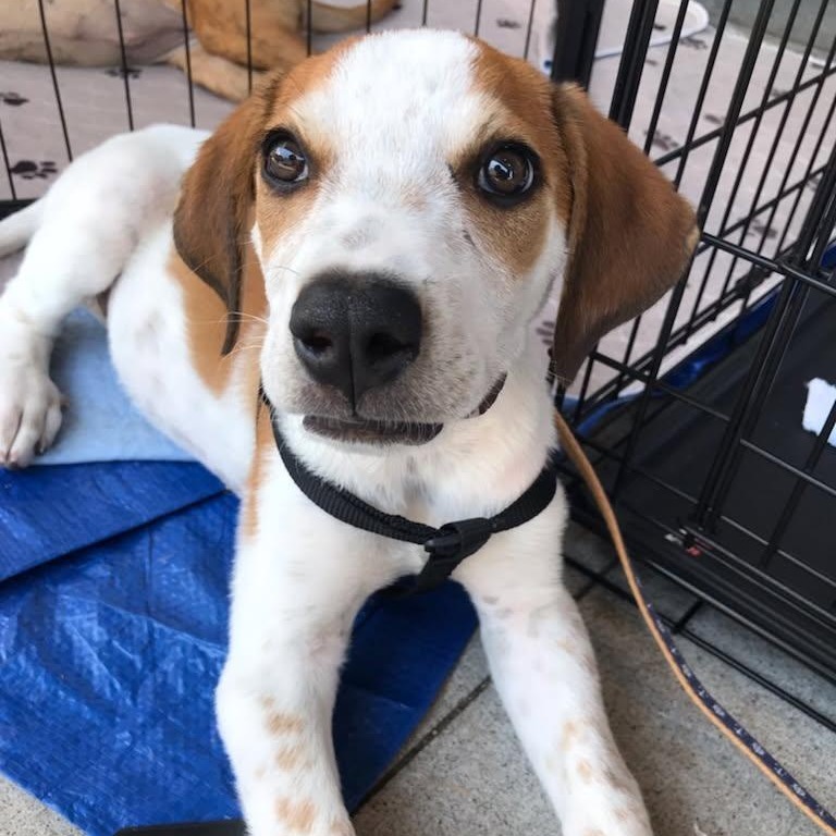 Blaze, an adoptable Mixed Breed in Volcano, HI, 96785 | Photo Image 4