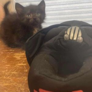 Ewok, Baby Female Domestic Medium Hair