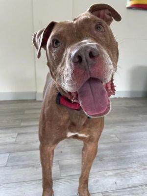 Sylas, Adult Male Pit Bull Terrier