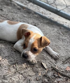 Walker, Baby Male Jack Russell Terrier