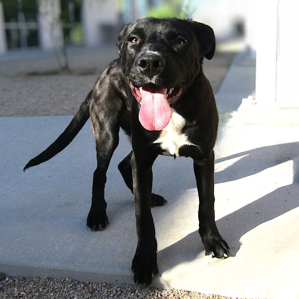 Sheila, an adoptable Mixed Breed in Las Cruces, NM, 88012 | Photo Image 1