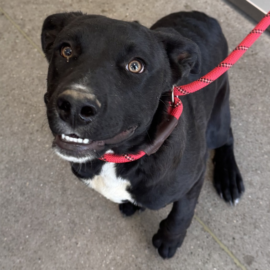 Sheila, an adoptable Mixed Breed in Las Cruces, NM, 88012 | Photo Image 2