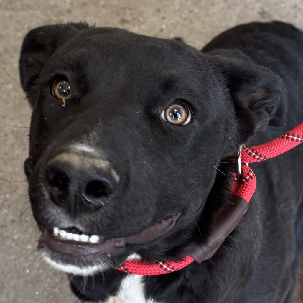 Sheila, an adoptable Mixed Breed in Las Cruces, NM, 88012 | Photo Image 3