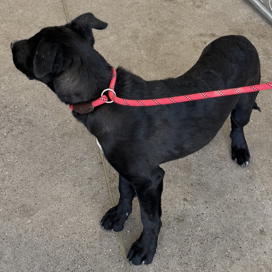 Sheila, an adoptable Mixed Breed in Las Cruces, NM, 88012 | Photo Image 4