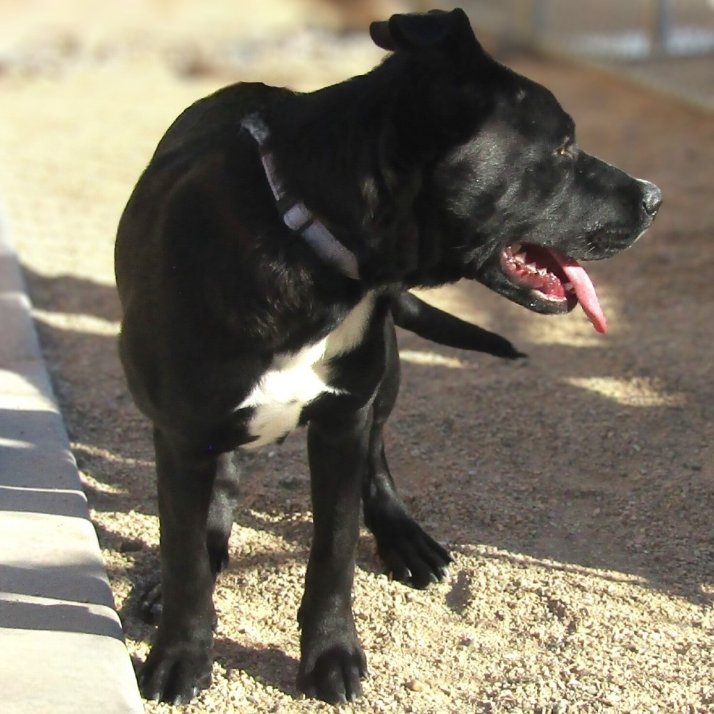 Sheila, an adoptable Mixed Breed in Las Cruces, NM, 88012 | Photo Image 5