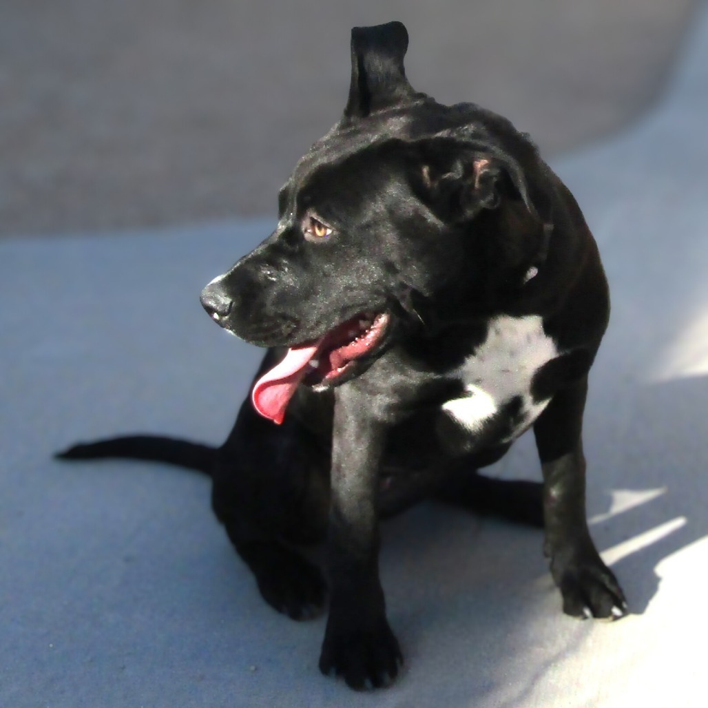 Sheila, an adoptable Mixed Breed in Las Cruces, NM, 88012 | Photo Image 6