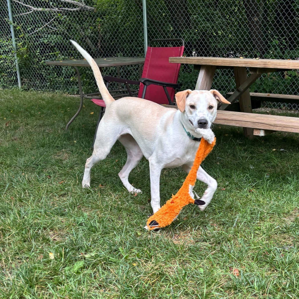 Dopey (aka Monroe)