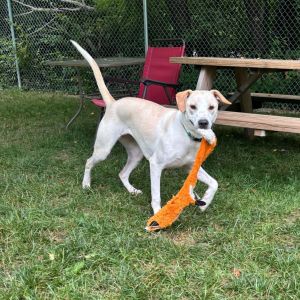 Dopey (aka Monroe), Young Female Hound