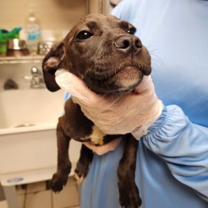 Annie, Baby Female Mixed Breed