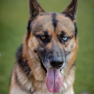 Courage A2126387, Adult Male German Shepherd Dog