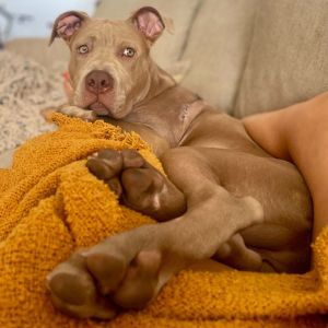 Bugsy Pit Bull Terrier Dog
