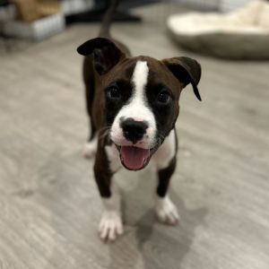 Everly Pit Bull Terrier Dog