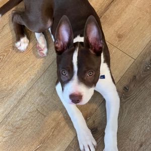 Tula Mixed Breed Dog
