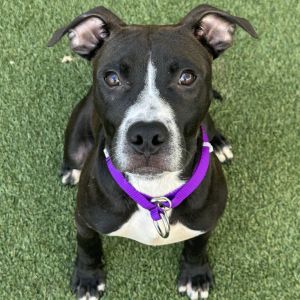 Monkey Pit Bull Terrier Dog