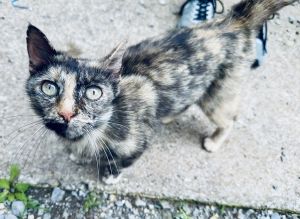 Patty, Young Female Domestic Short Hair