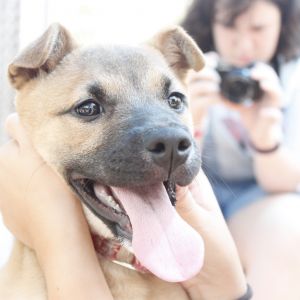 Fiona, Baby Female Mixed Breed