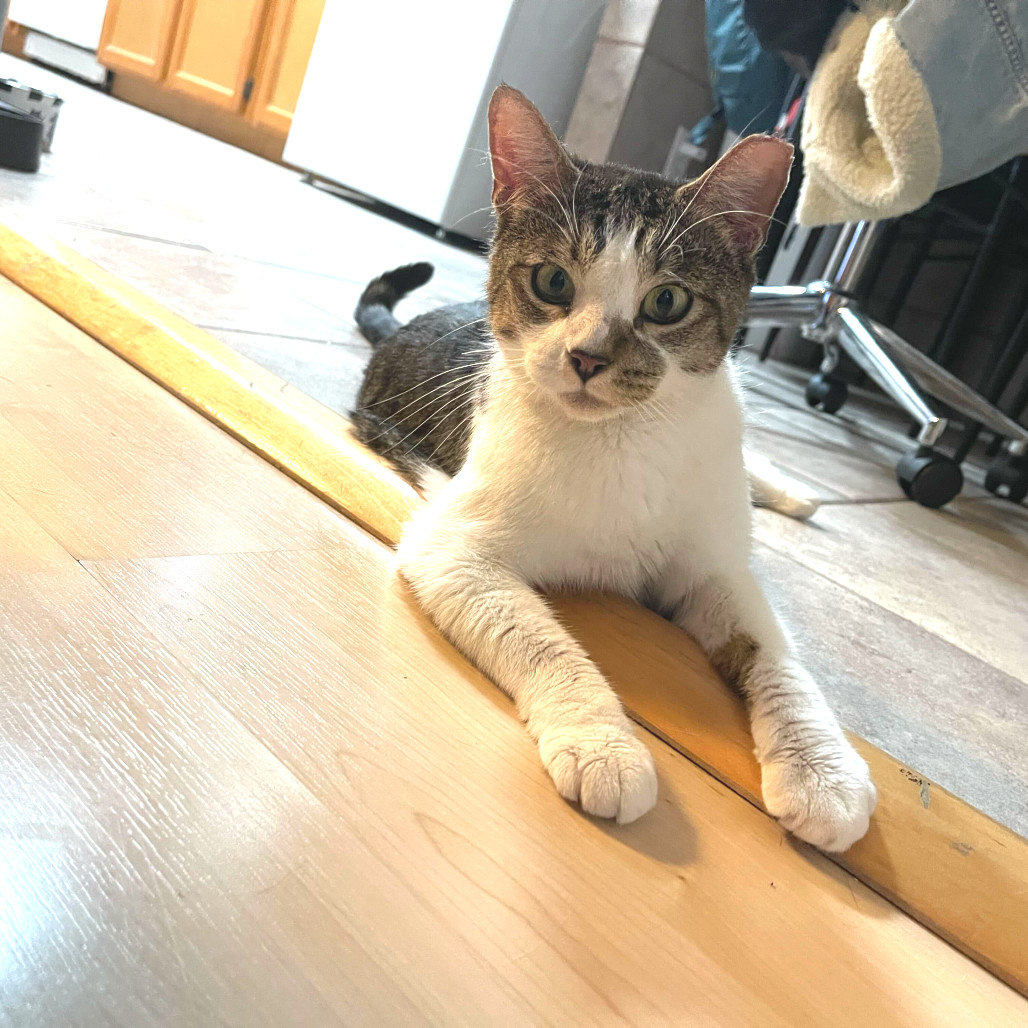 Sophia