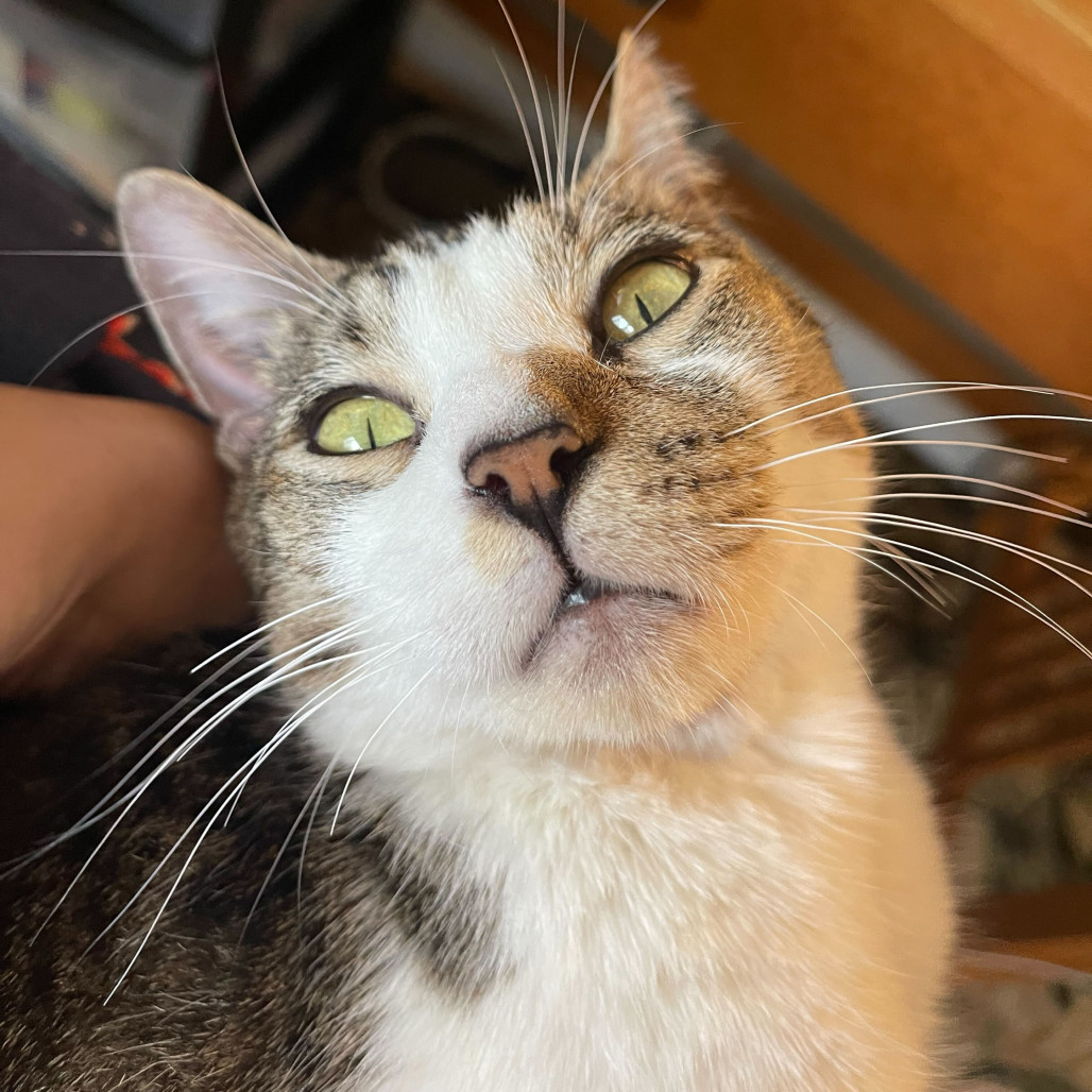 Sophia