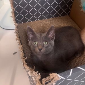 Aspen, Baby Male Domestic Short Hair