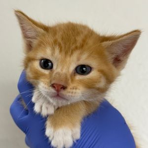 Kenwood, Baby Male Domestic Short Hair