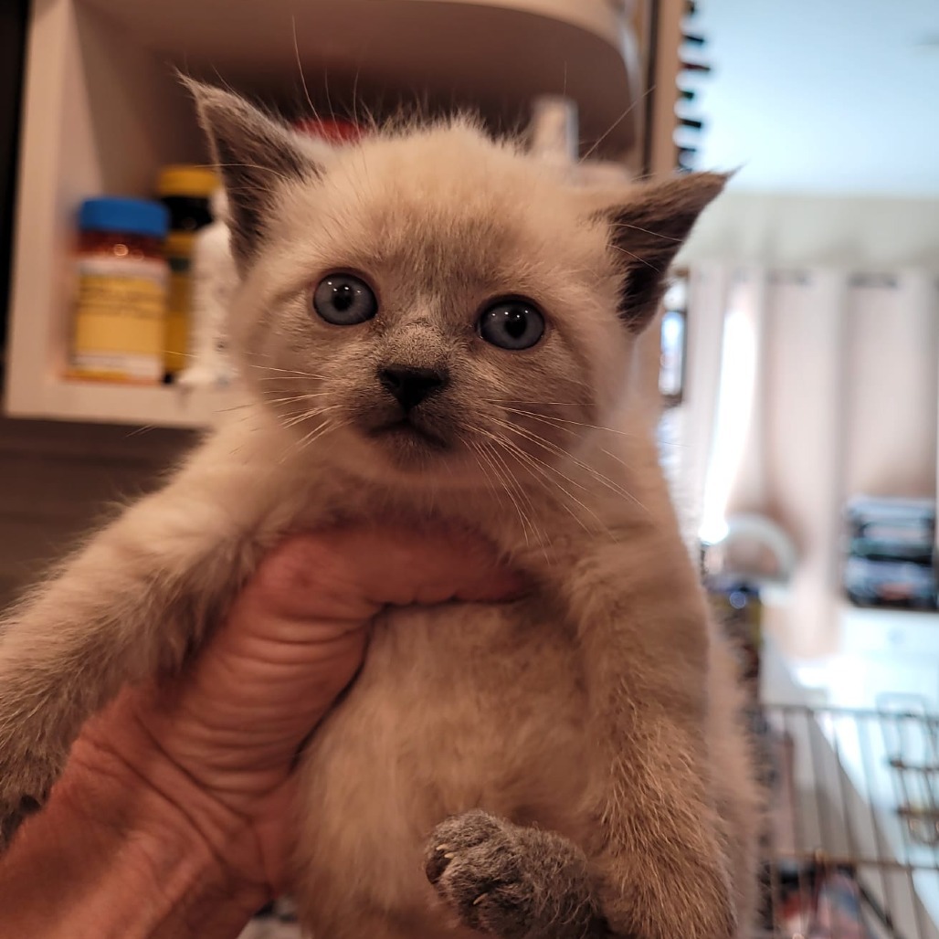 Tiny Tina