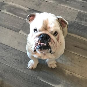 Motus now Moose, Senior Male English Bulldog