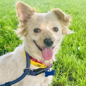 Bubbles (C000-295) - Costa Mesa Location, Adult Female Papillon
