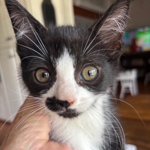 Oreo