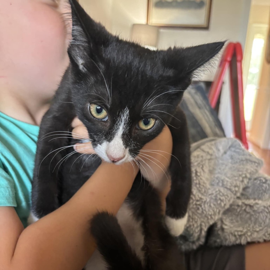 Oreo