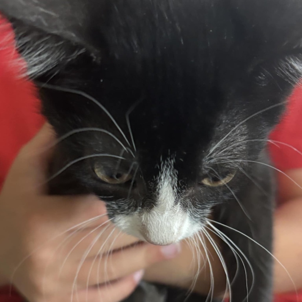 Oreo