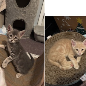 Olsen (Adopt with Austin)