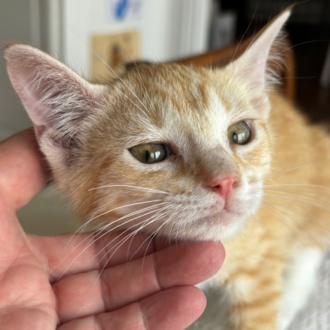 Butterscotch
