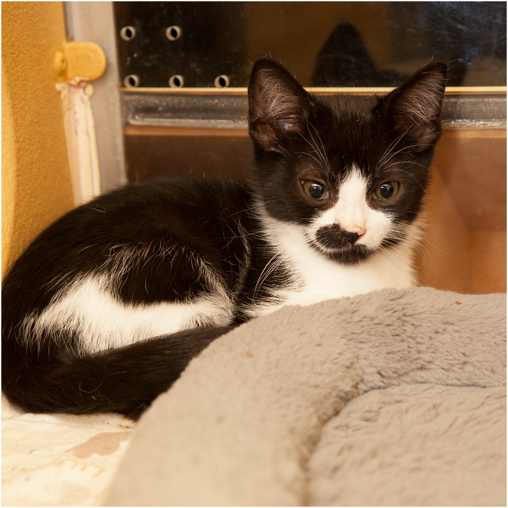 Harry (Adopt with Juliet)