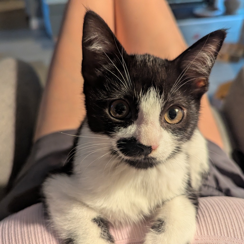 Harry (Adopt with Juliet)