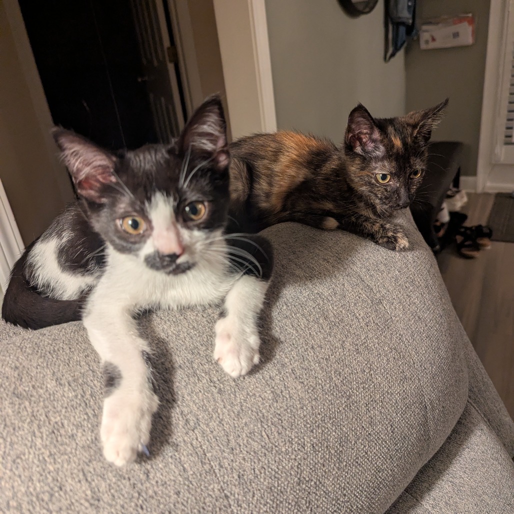 Harry (Adopt with Juliet)